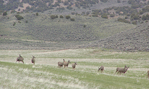 Maybell Hunting Ranch